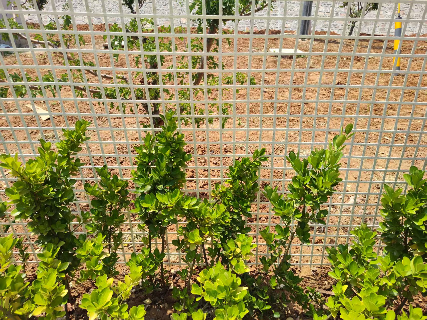 美丽的别墅庭院，彩色围栏网围绕花园，有宠物在院内活动，花草树木点缀，环境优美